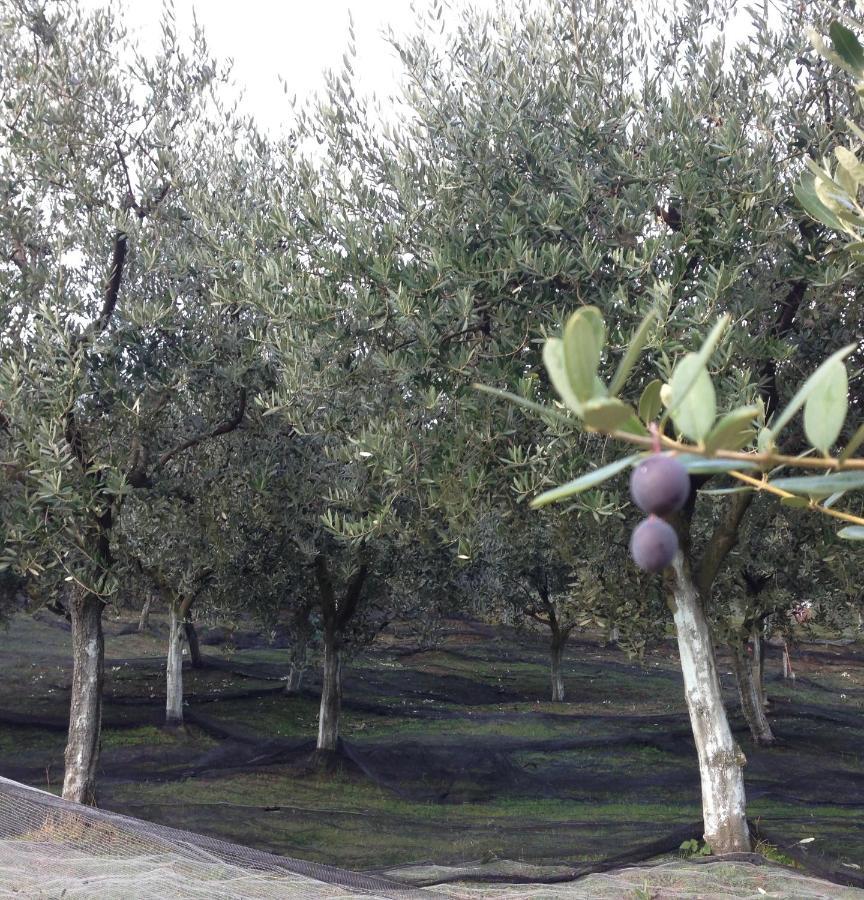 Agrialpi By Salfrutta Bed & Breakfast Bricherasio Exterior photo