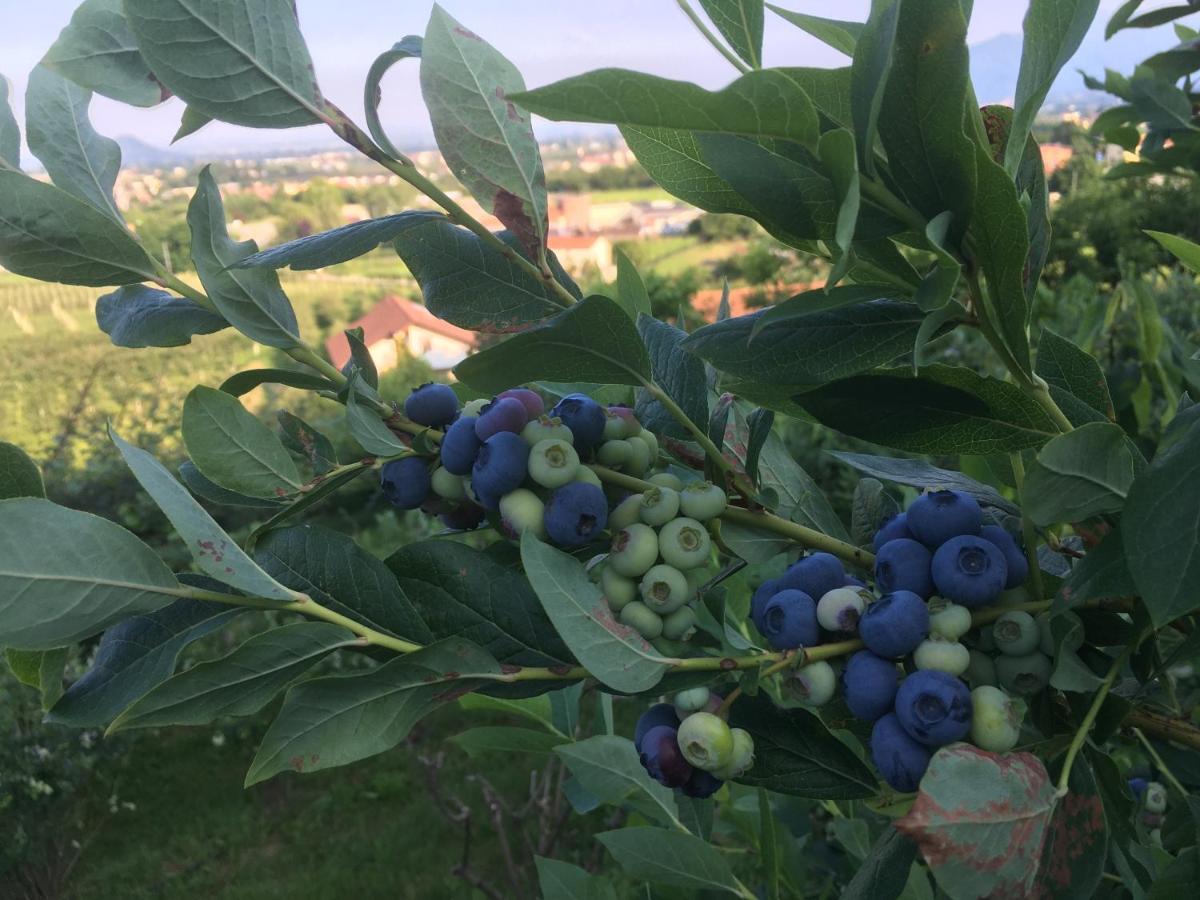 Agrialpi By Salfrutta Bed & Breakfast Bricherasio Exterior photo